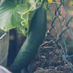 cucumber-gherkin.jpg